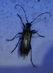 Anthophylax attenuatus