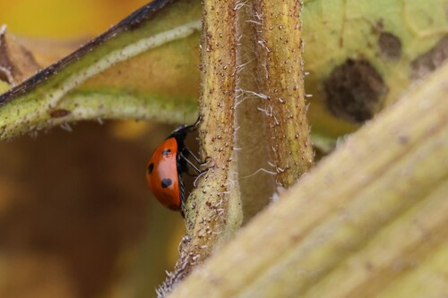 Seven-spotted Lady Beetle