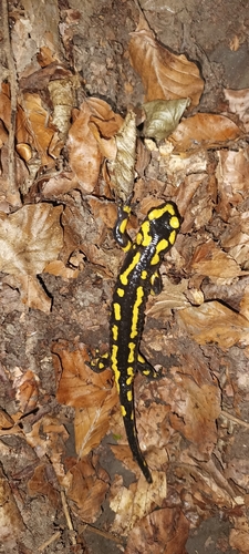 Fire Salamander