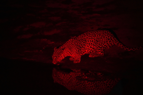 African Leopard