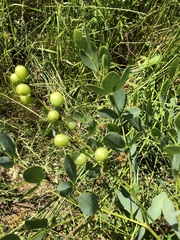 Baptisia sphaerocarpa