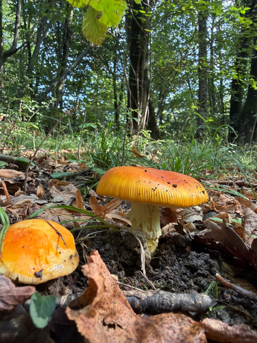 Caesar's mushroom