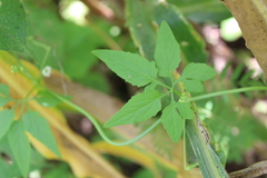 Cyclanthera dissecta