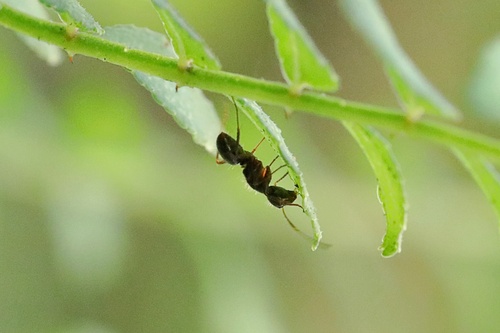 Camponotus nipponensis