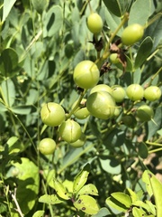 Baptisia sphaerocarpa