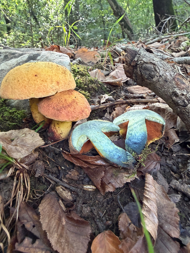 Deceiving Bolete