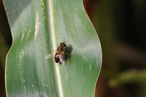 Common Drone Fly