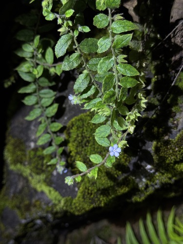 Thyrocarpus sampsonii