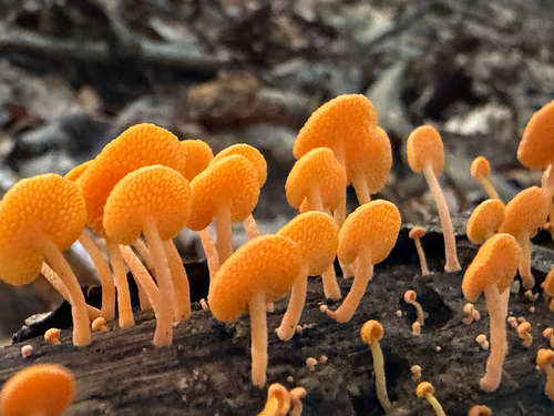 orange pore fungus