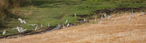 Western Cattle-Egret