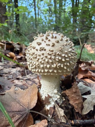 Solitary Amanita