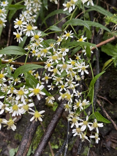 Aster ageratoides scaberulus