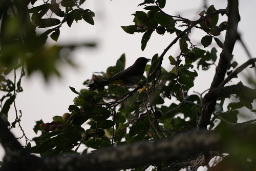 Common Bulbul