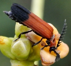 Cladophorus cinctus