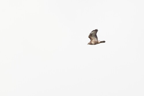 Common Buzzard
