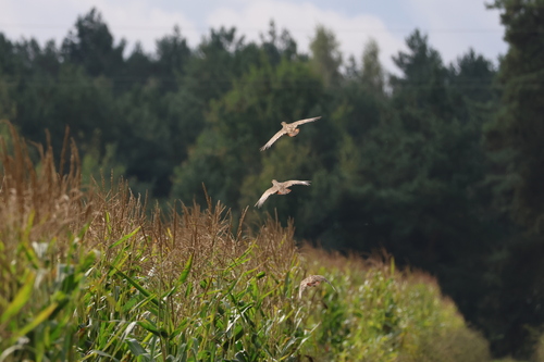 Gray Partridge