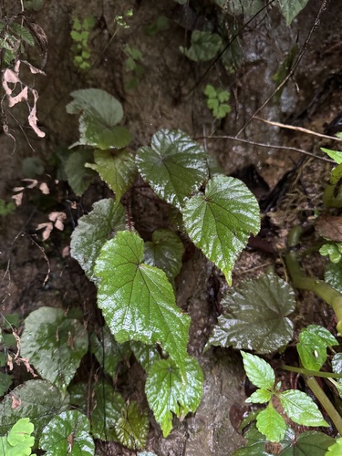 Begonia gagnepainiana