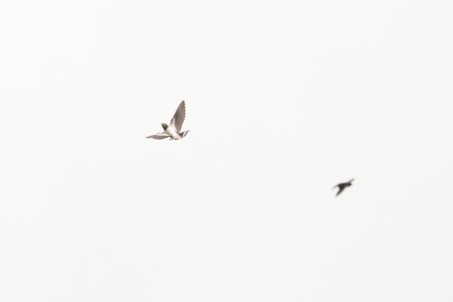Barn Swallow
