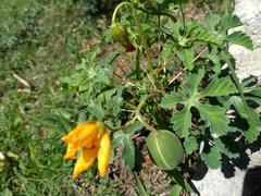 Cochlospermum wrightii