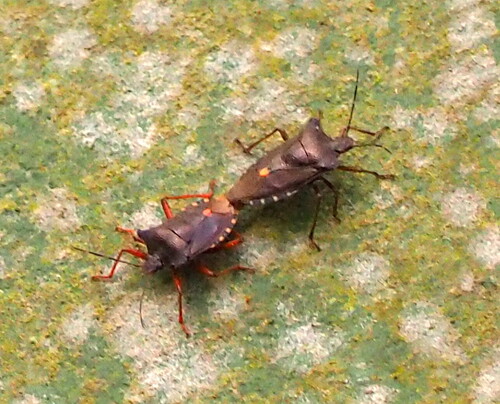 Forest Bug