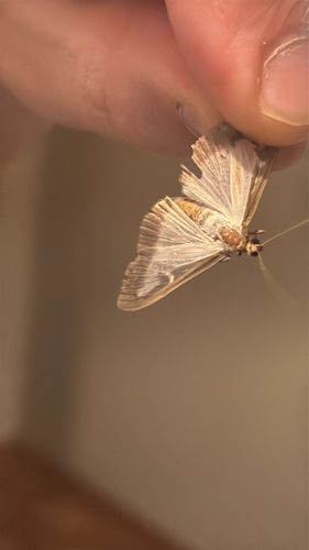 Box Tree Moth