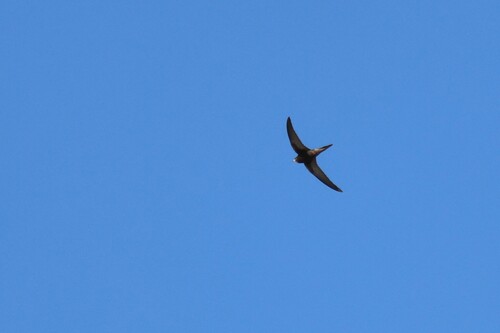 Common Swift