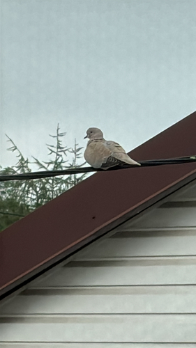 Eurasian Collared-Dove