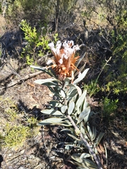 (c) jeanjacquesgodon, some rights reserved (CC BY) Protea laurifolia, photograph (c) jeanjacquesgodon, some rights reserved (CC BY)
