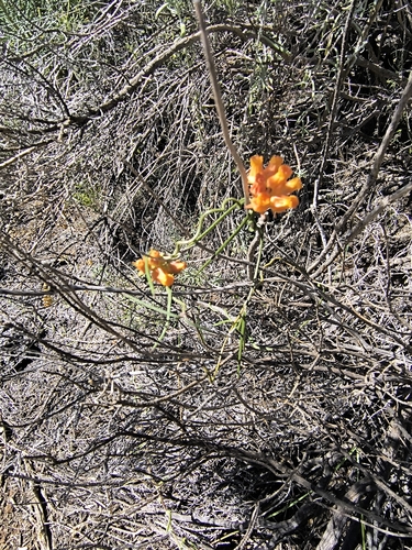Microloma tenuifolium, photograph 3