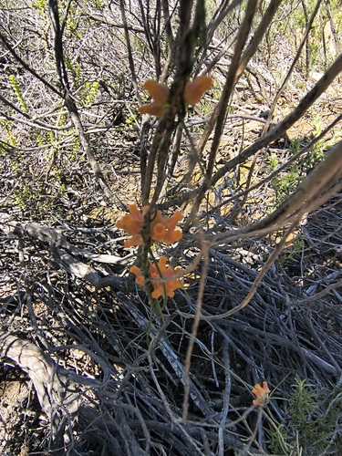 Microloma tenuifolium, photograph 4