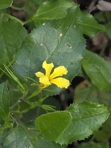 Goodenia ovata, photograph 5
