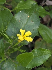 (c) Ian Rainbow, some rights reserved (CC BY) Goodenia ovata, photograph (c) Ian Rainbow, some rights reserved (CC BY)