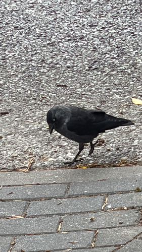 Eurasian Jackdaw