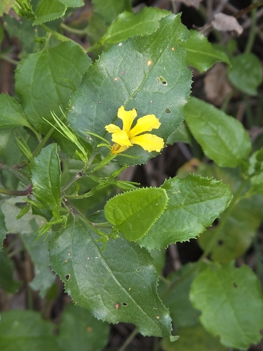 Goodenia ovata, photograph 6