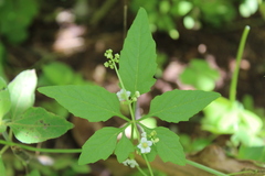 Cyclanthera dissecta