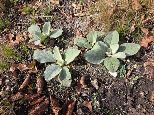 great mullein
