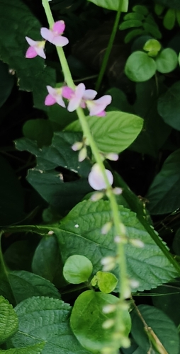Pleurolobus gangeticus observed 2026-09-18