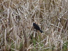 Agelaius phoeniceus