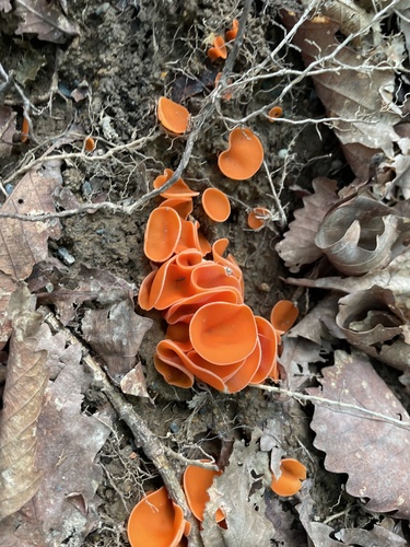 orange peel fungus