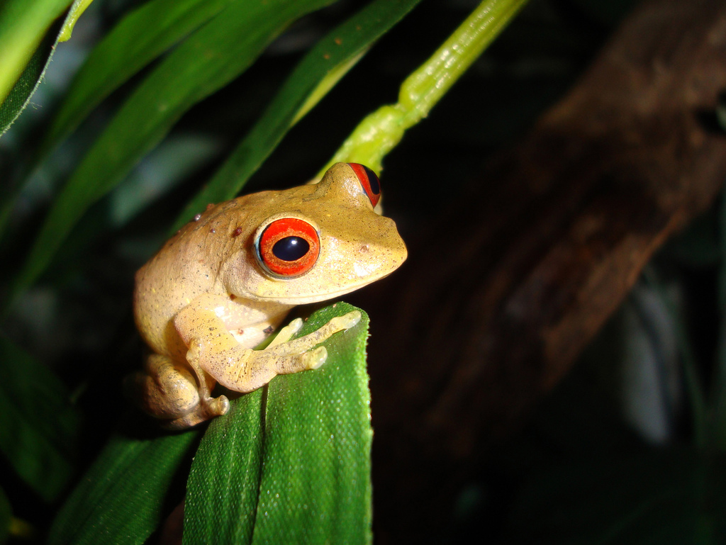 Böhme's Bright-eyed Frog