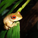 Böhme's Bright-eyed Frog - Photo (c) Loïc  Denès, some rights reserved (CC BY-NC-SA)