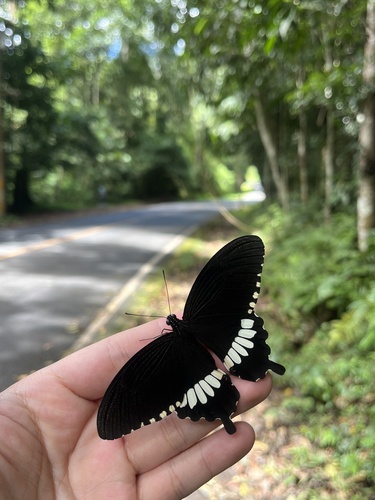 Common Mormon Swallowtail