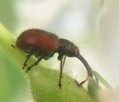 Tatianaerhynchites aequatus