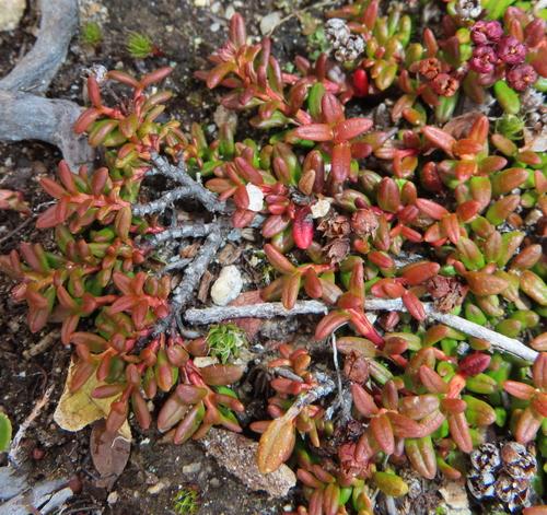 alpine azalea