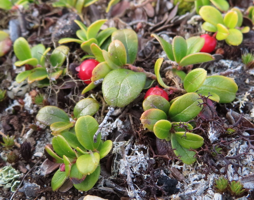 Lingonberry