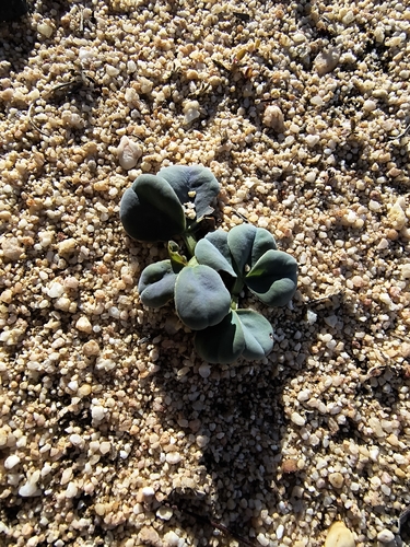 Oxalis flava