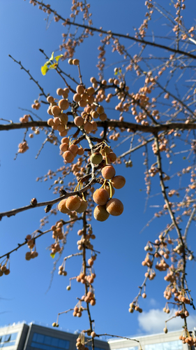 ginkgo