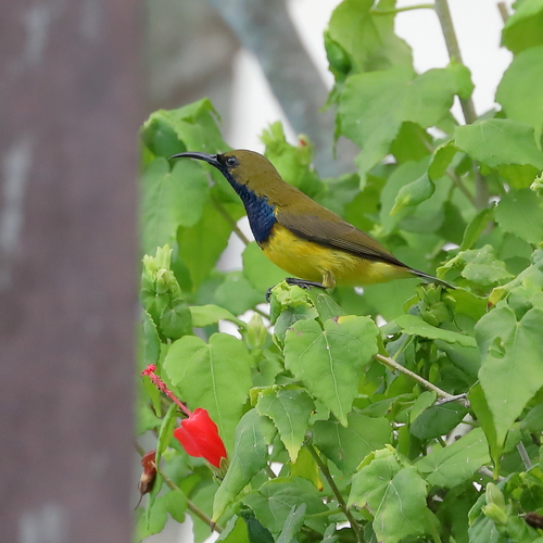 Ornate Sunbird