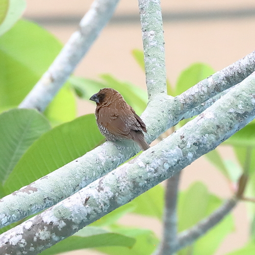 Scaly-breasted Munia