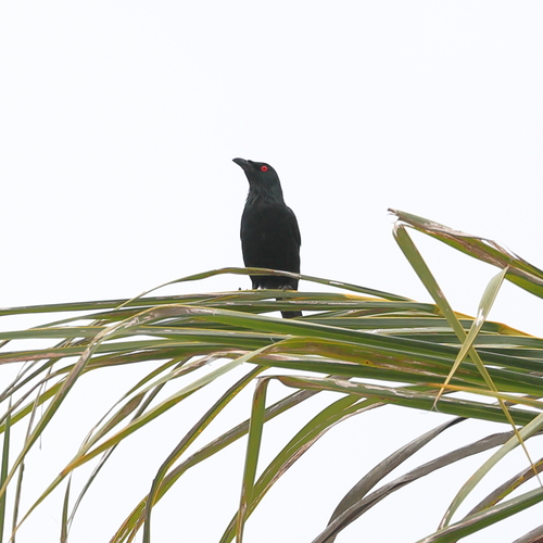 Asian Glossy Starling